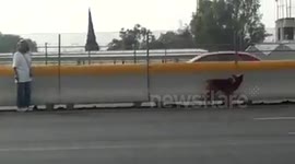 Woman risks her life to rescue dog stranded on Mexican motorway