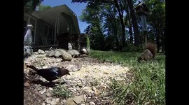 squirrel attacks gopro