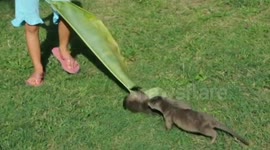 Must see, it will make your day! Ridiculously cute otter pups having the best times!