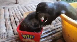 This will make you smile! Adorable Playful otter pups!