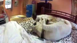 Guaranteed heart warmer! Adorable Kitty Versus Puppy