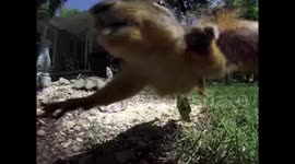 Squirrel attacks GoPro camera