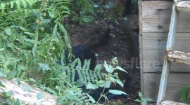 Les vrais rox et rouky (Chien et Renard)
