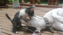 Adorable puppy and kitten love! Wait for the end to see how smart kitty is.