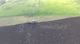 Seagulls find an easy meal behind tractor ploughing a field- phantom / gopro 3+