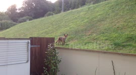 Garden Fox