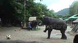 Smartest Elephants play ball