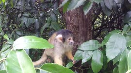 London ZOO - Little monkey's attempting to grab the camera