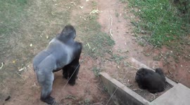 Nasce o primeiro gorila em zoológico da América do Sul