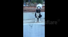 Dog can do perfect headers