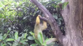 MONKEY TAKES SELFIE AT LONDON ZOO