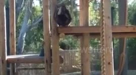 Orangutan Amuses Crowd at Zoo with Mock Suicide Attempt
