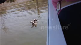 Boat tour guide rescues bird wrapped in fishing wire