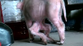 Pig with eight feet and six legs