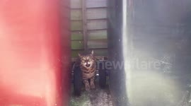 Cat Makes Strange Noise When Angry