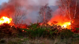 Wild Fire - Temple Newsam - Leeds