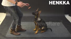 How Dogs react to Levitating Wiener