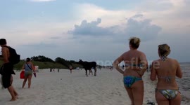 Moose and calf surprise beachgoers