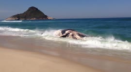 Dead humpback whale appears on Brazil beach