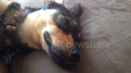 A delicious puppy dream