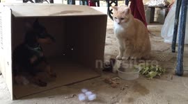 Rosie and Seifer and a cardboard box