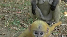 Adorable Dusky Langur monkeys with babies