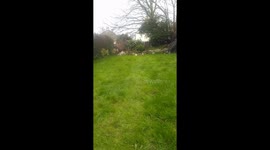 Litter of Puppies going outside for the first time
