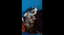 Puppy talking like a human baby