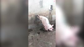 Malformed pig walks with only its two front legs