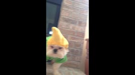 Halloween with Beely Cobb.  Why not be corn?