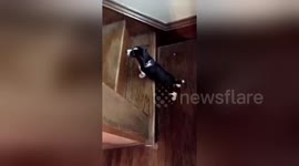 Beagle puppy tumbles after trying to make it up stairs for first time