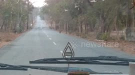 Hungry Monkeys sitting on the middle of Road