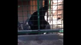 Chimpanzee catches apple