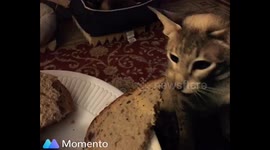 Cat steals Bread loop