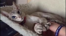 Impossibly cute siamese cat