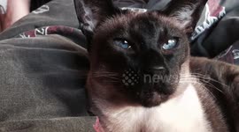 Blue eyes siamese cuteness