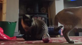 Timelapse of Siamese cat eating snacks