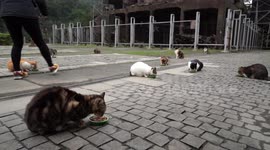 Small village in Taiwan populated by more than 100 cats
