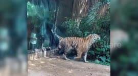 Tiger tries to urinate to visitors in Chinese zoo