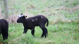 Adorable young sheep appears to have 'lamb' written on the side
