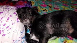 Dog snoring