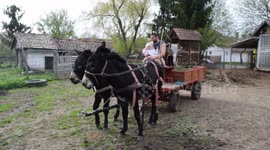 Donkey cart