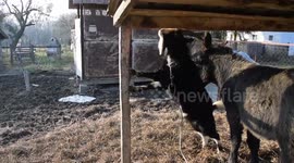 Goat buck misbehaving