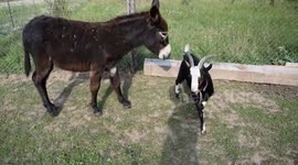 Donkey fights goat