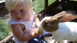 Toddler and rabbit take turns eating an apple until the rabbit gets tired of sharing