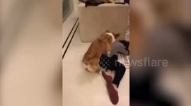 Corgi tries to mate with owner