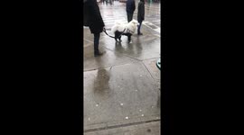 Cute dog wearing pants