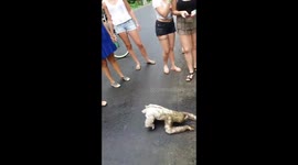 Oso perezoso se despide, final inesperado./ sloth saying bye unexpected end.