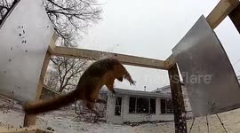 Do Scary Doll's Scare Squirrels?