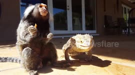 Hungry monkey and bearded dragon can’t stop eating mealworms
